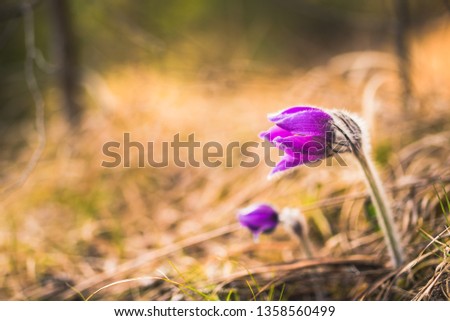 Greater pasque flowers (Pulsatilla grandis).violet flowers close up. Wild Spring beautiful pasque