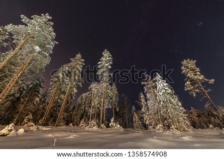 Clear sky, frozen Scandinavian wild forest, long exposure night photo, winter, virgin snowy landscape