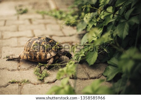 A tortoise with a black-and-yellow shell crawls along a street of cobblestones in Turkey. In the foreground, green leaves, clearly visible ornament of the shell and claws.