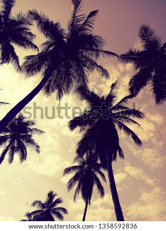 Beautiful evening picture of sky with coconut tree. dark coconut trees look stunning with evening lights of sky.