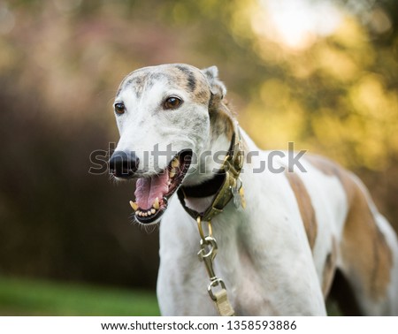 Greyhound dog outdoor portrait