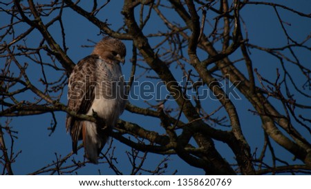Hawk Sitting on a Branch
