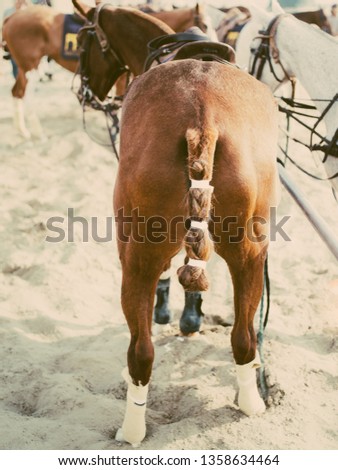 Horse in the sand of a beach during a tournaent