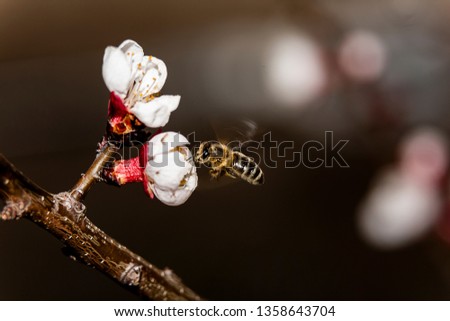 A bee collects pollen on a white flower. White peach blossom tree. A close-up bee in flight