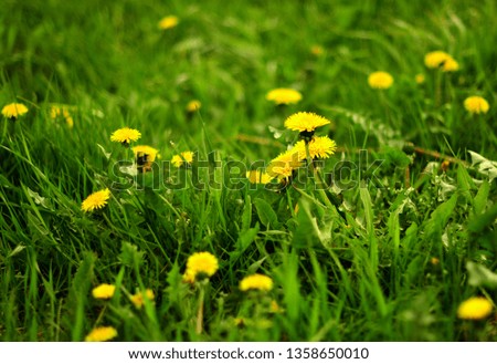 Summer landscape with meadow of dandelions flowers. Selective focus.