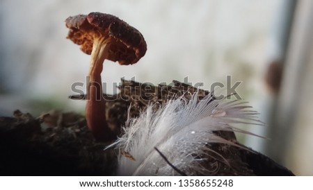 White duck feathers and Mushrooms