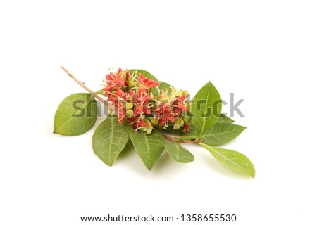 Henna,flowers blooming on white background.
