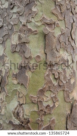 Brown and green camouflage - sycamore bark background.