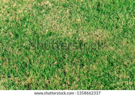 texture for background, green grass for the whole frame. Horizontal frame