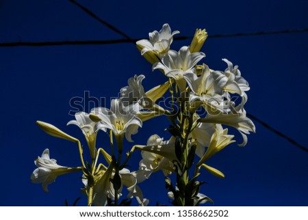 white flowers on background of blue sky, beautiful photo digital picture