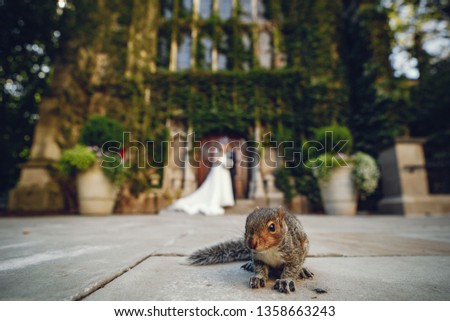 Elegant bride in a white dress and veil. Handsome groom in a blue suit. Couple near large building. Cute squirrel looking at the camera