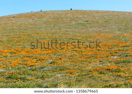 Orange poppies during super bloom season in Southern California