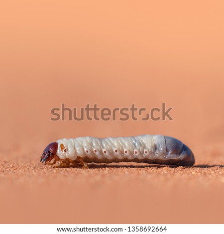 Wild grub worm walking across sandy surface