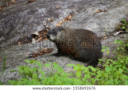 Marmot standing on a rock. Grass and clover in front, rock as background. - image