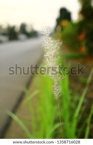 The flower of the grass in the morning sunrise.