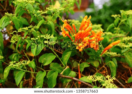 The fence nature Pyrostegia venusta in the morning in -Thailand. Orange trumpet, Flame flower, Fire-cracker vine on the wall 