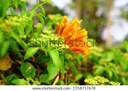 The fence nature Pyrostegia venusta in the morning in -Thailand. Orange trumpet, Flame flower, Fire-cracker vine on the wall 