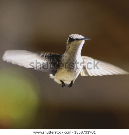 Bee Hummingbird, the smallest bird in the world, flying towards to you. It is endemic to Cuba.