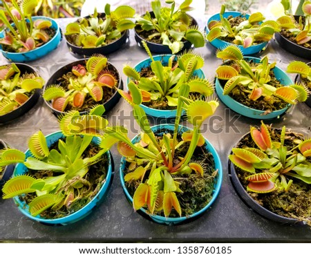 Venus flytrap (Dionaea muscipula), carnivorous plant in a pot