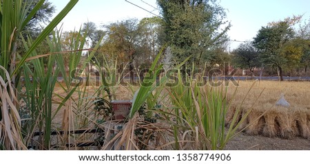 sugar cane field with blue summer sky in the background. Bright light on flowering sugar cane field in india. 

