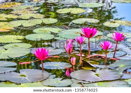 Nymphaea pubescens Willd. Is a kind of aquatic plant With underground stems Classified as water plants for many years Native to the lowlands of Asia