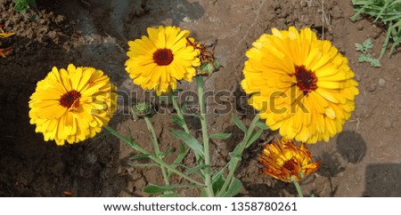 This is calendula flower