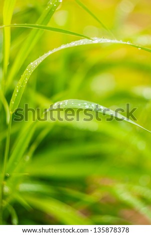 Water drops on the fresh green grass