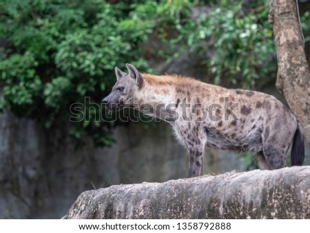 Portrait of ferocious hyena in natural open habitat in Africa. This nature spotted hyaenidae dog is a mammal of the order Carnivora. This Wild life animal is on display in national park or zoo.  