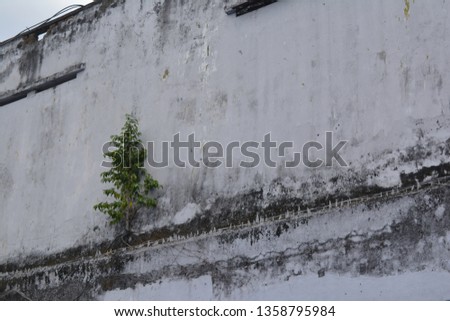 wild green plant grown on the wall of building without maintenance