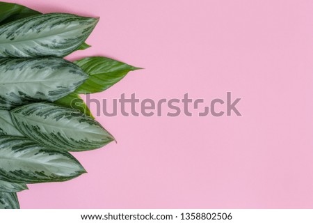 Tropical leaves on pink background a space for text. Top view, flat lay