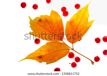 red and yellow maple leaves on a white background. When the leaves change color from green to yellow, bright orange or red, you will learn that the trees begin their long winter rest.