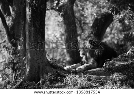 Black and white picture of one male lion resting on rocks looking out to the right