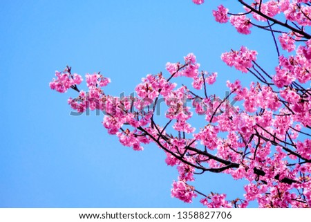 Beautiful cherry blossom pink sakura flower blooming at during spring with against blue sky