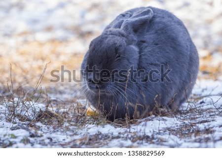 grey smoky rabbit
