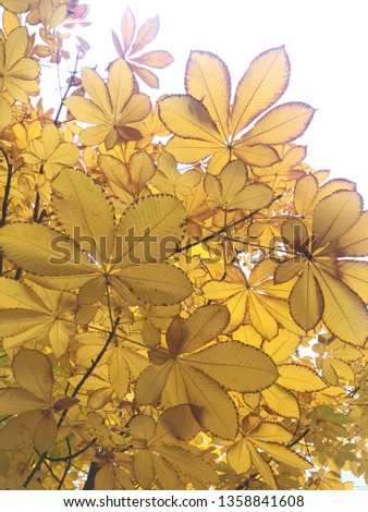 Beautiful yellow Autumn Leaves Background