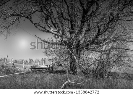 Black and white picture of a tree on the hike from Mannedorf to Rapperswil in the Zurich region of Switzerland.
