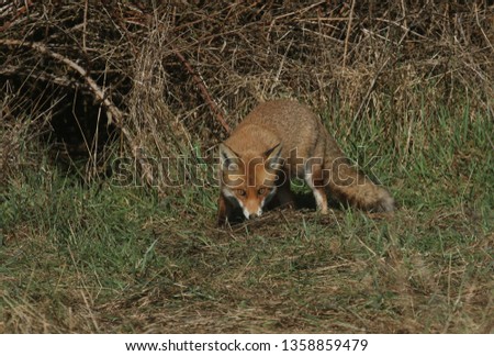 A magnificent Red Fox (Vulpes vulpes) hunting for food at the edge of shrubland.