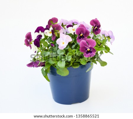 Beautiful pansy viola flower in tricolor, white, yellow and violet or purple growing in blue pot on White background.  Idea plant to put in garden or balcony for decorate in summer season. 