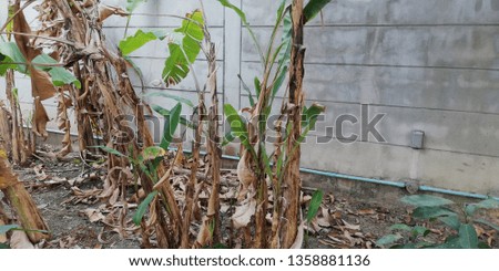 dry banana tree and wall