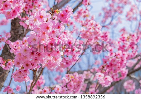 Cherry blossoms in Shin-Yokohama Park