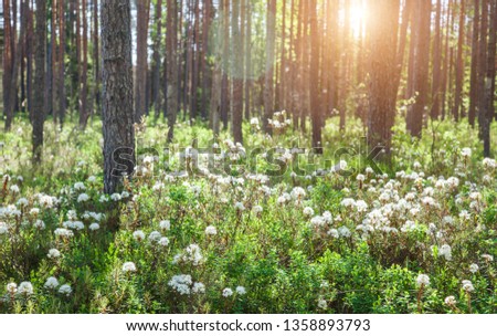 morning in spring forest