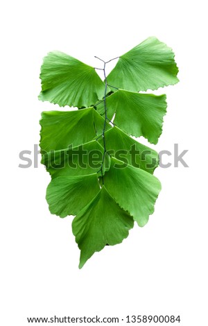 Green fern leaf on white background. - Image