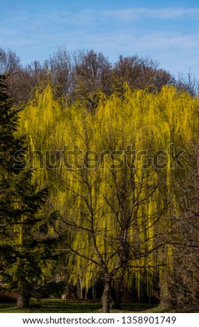 Willow and pine tree landscape