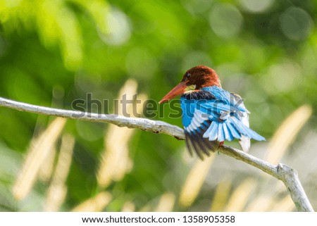 White-throated kingfisher (Halcyon smyrnensis) perched and waiting