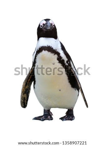 Beautiful African Penguin (Spheniscus demersus) isolated on white background.