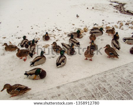Ducks sitting on stone covered with snow between the Creek and the tile path in the city Park