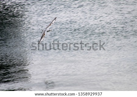 Seagull bird flies with spread wings over gray water