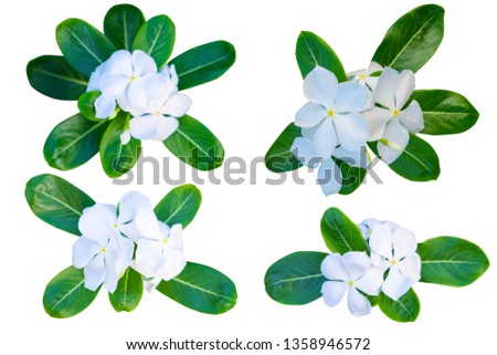 White Catharanthus roseus (Periwinkle,Madagascar rosy periwinkle)â€Ž as background picture.flower on clipping path.