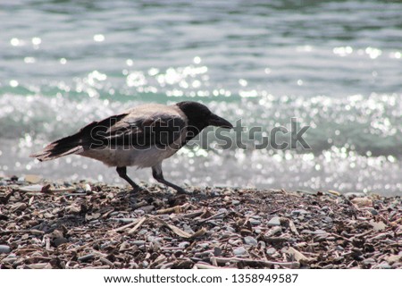 crow on the seashore