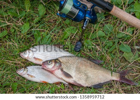 Freshwater fish just taken from the water. Catching freshwater fish and fishing rod with fishing reel on green grass. Several bream, crucian, roach fish, bleak fish on natural background.
